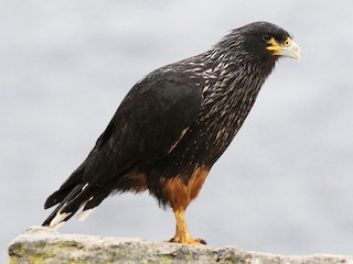  - Striated Caracara