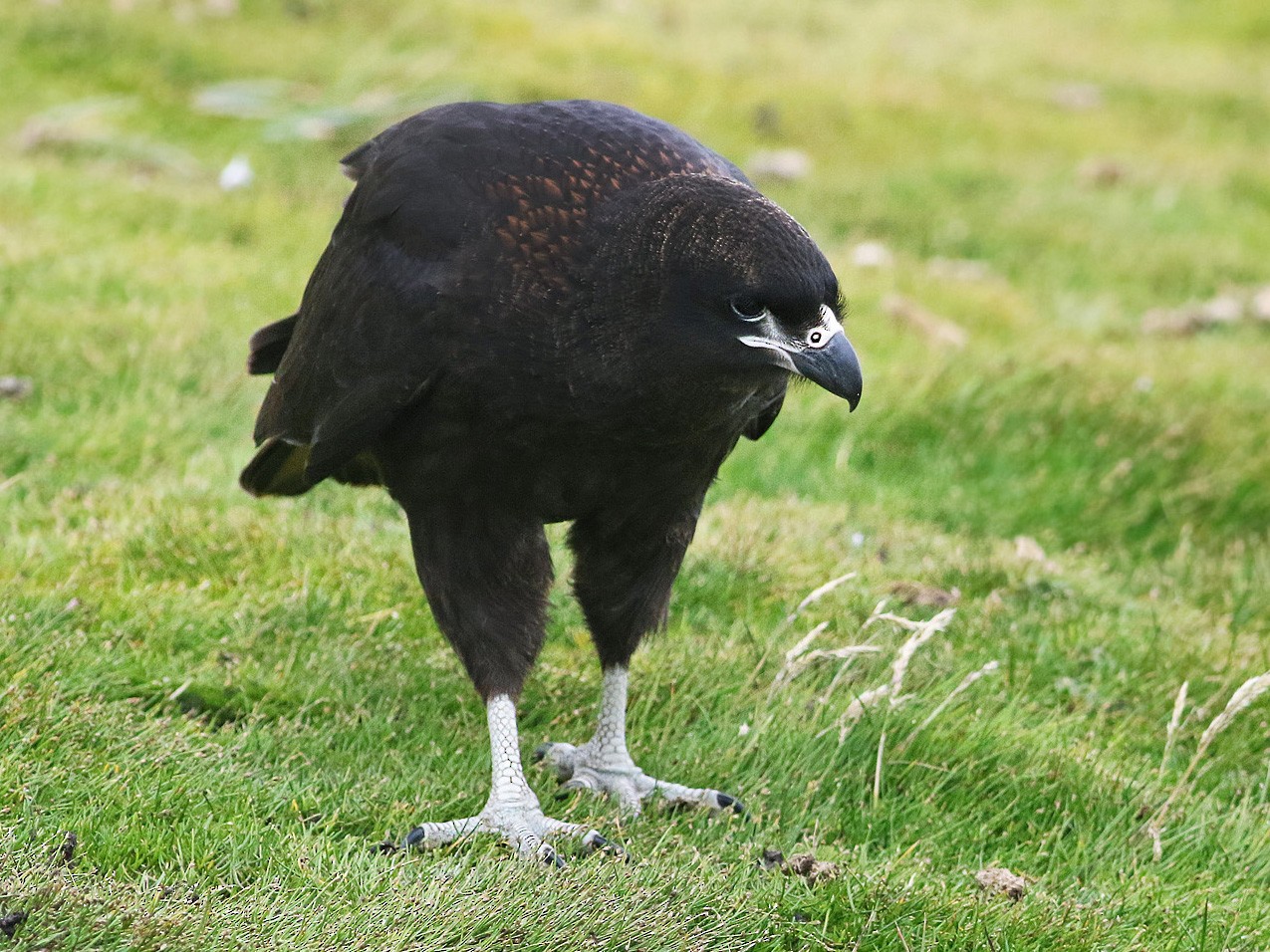 Striated Caracara - Andrew Spencer