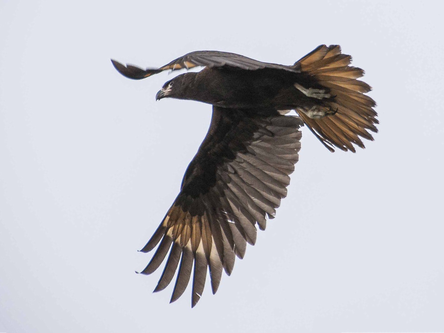 Striated Caracara - Omar Barroso Putare