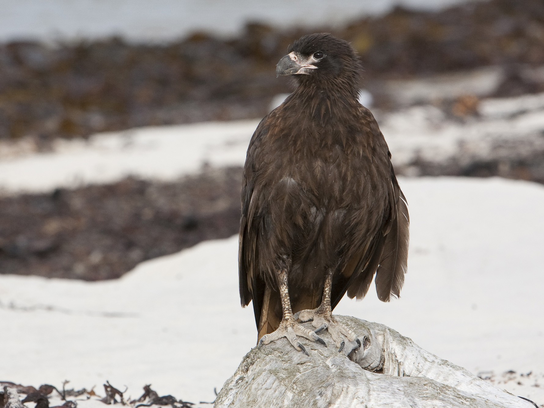 Striated Caracara - Brian Sullivan