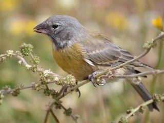  - Gray-hooded Sierra Finch