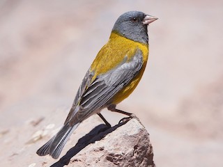  - Gray-hooded Sierra Finch