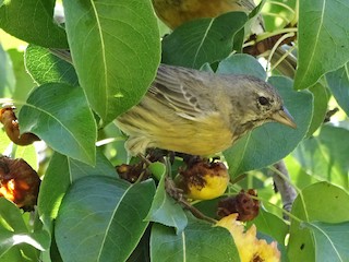  - Gray-hooded Sierra Finch