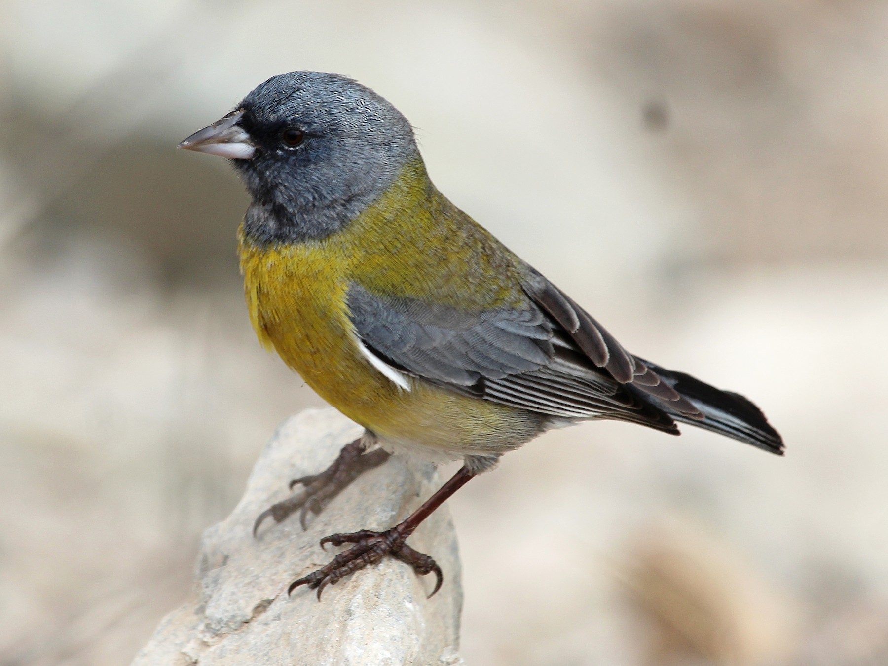 Grayhooded Sierra Finch eBird