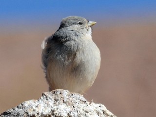  - Red-backed Sierra Finch