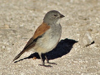  - Red-backed Sierra Finch
