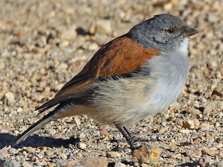  - Red-backed Sierra Finch