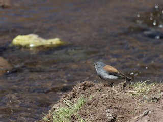  - Red-backed Sierra Finch