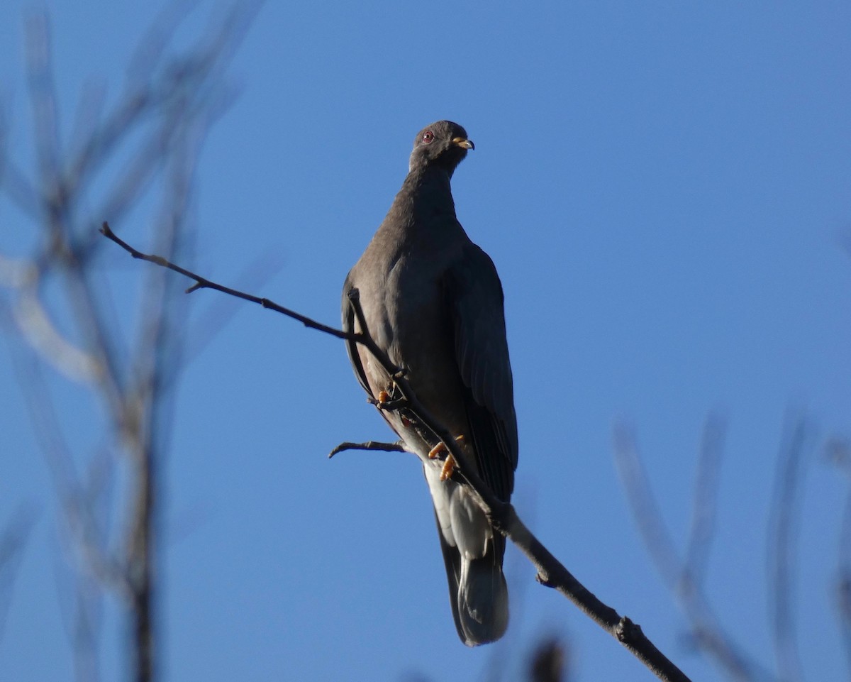 Band-tailed Pigeon - ML115468101