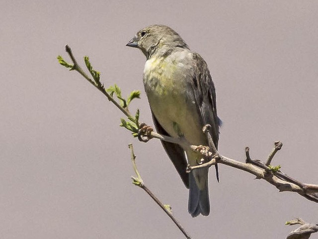 Female - Raimondi's Yellow-Finch - 