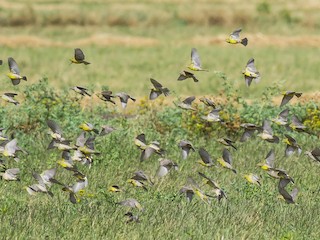  - Raimondi's Yellow-Finch