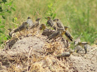  - Raimondi's Yellow-Finch