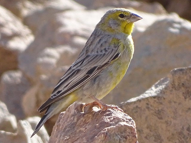 Male - Raimondi's Yellow-Finch - 