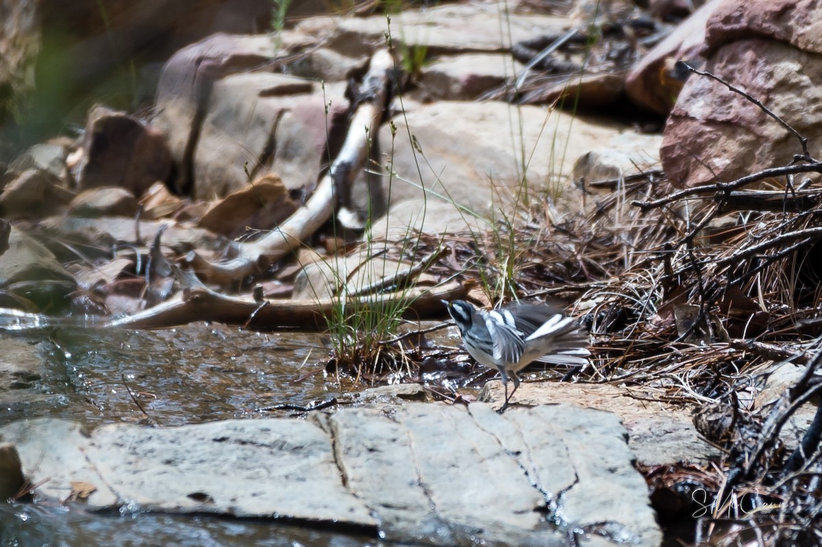 Black-throated Gray Warbler - ML115469741