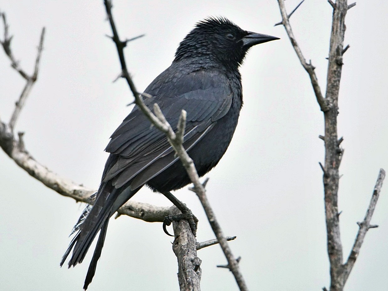 Austral Blackbird - marcelo muñoz
