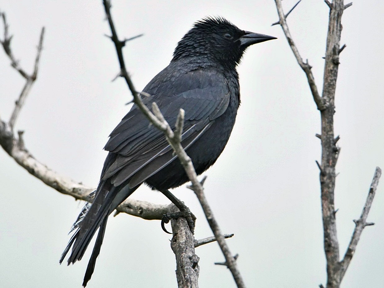 Austral Blackbird - eBird
