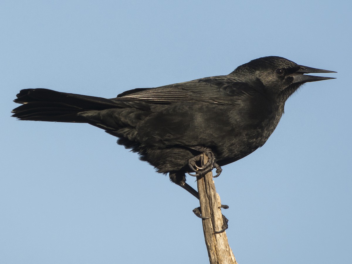 ミナミムクドリモドキ Ebird