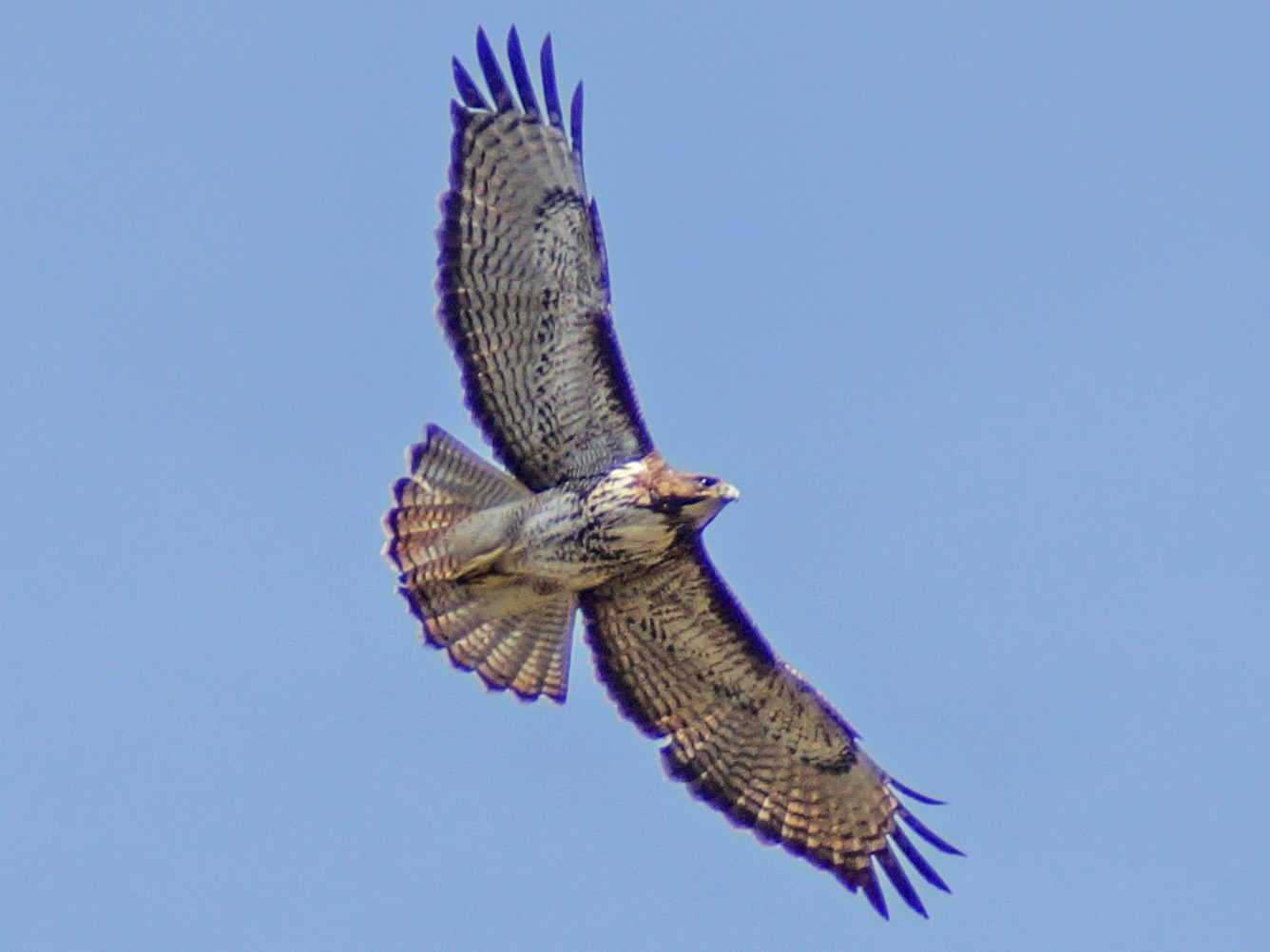 Rufous-tailed Hawk - Hederd Torres García