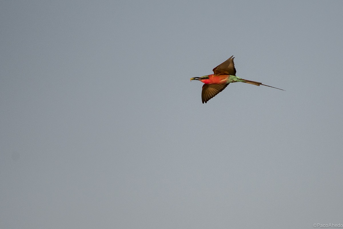 Southern Carmine Bee-eater - ML115470641