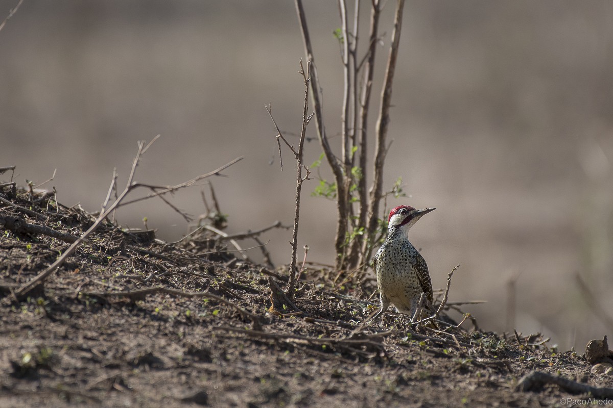 Golden-tailed Woodpecker - Francisco Ahedo Fernandez
