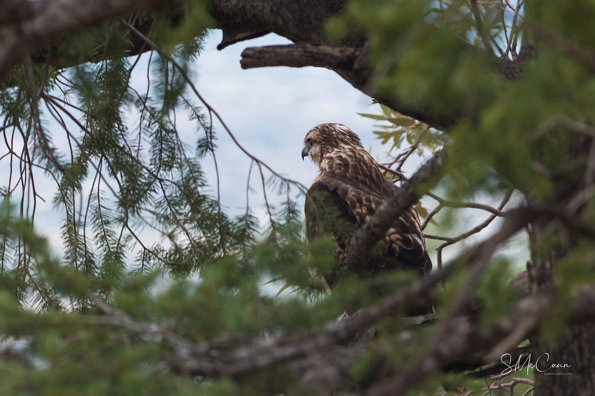 Red-tailed Hawk - ML115471761