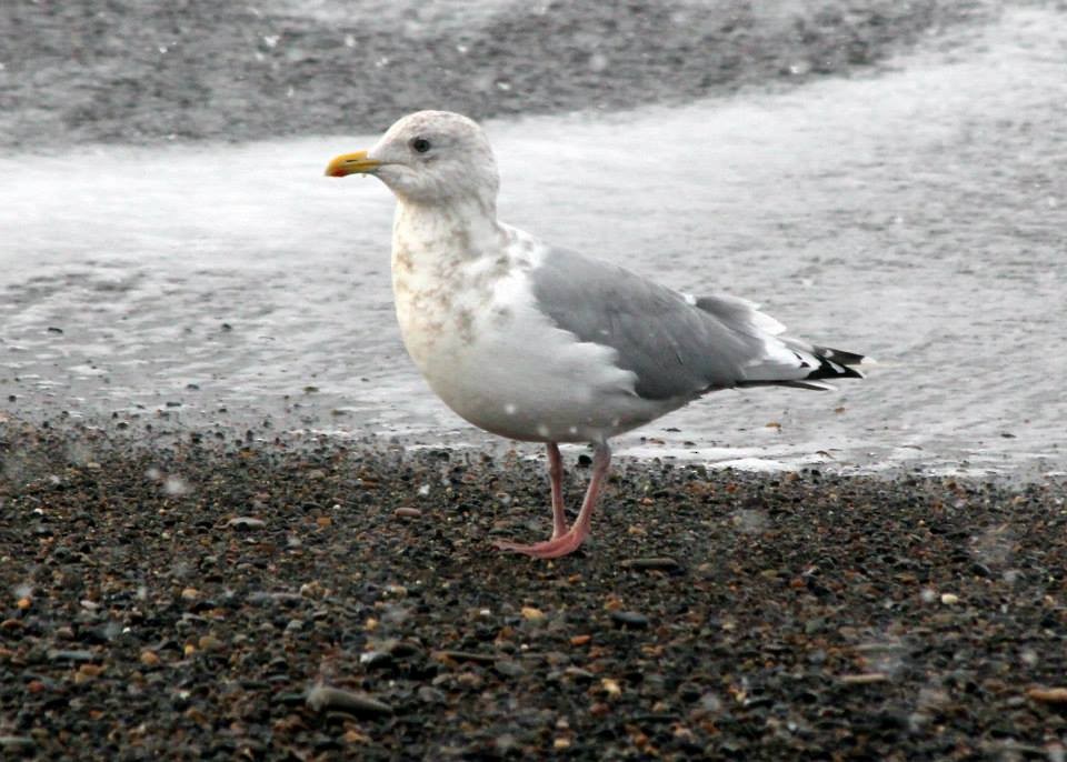 Iceland Gull (Thayer's) - ML115475351