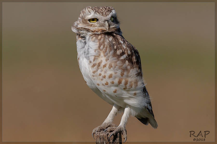 Burrowing Owl - Ricardo A.  Palonsky