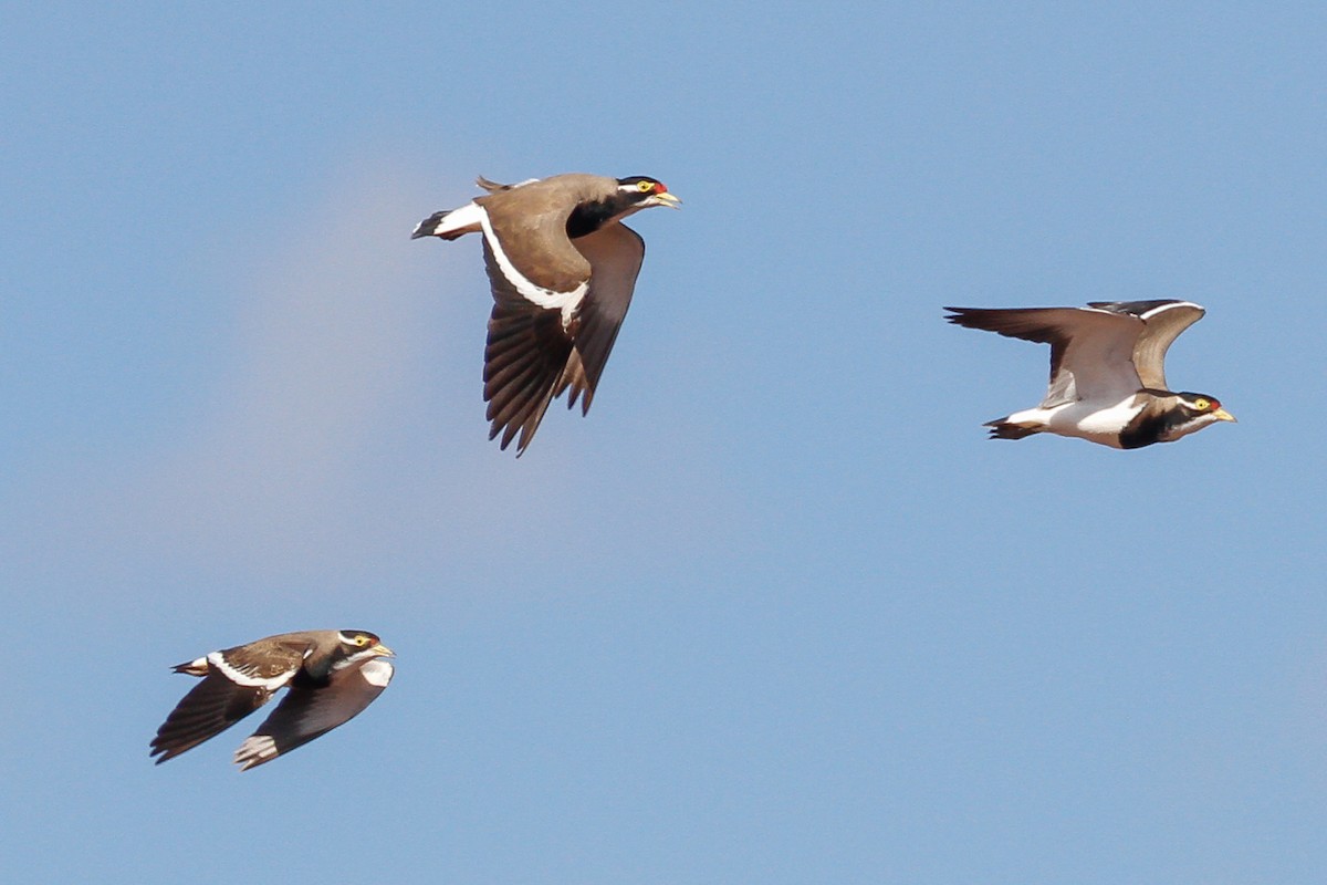 Banded Lapwing - ML115478881