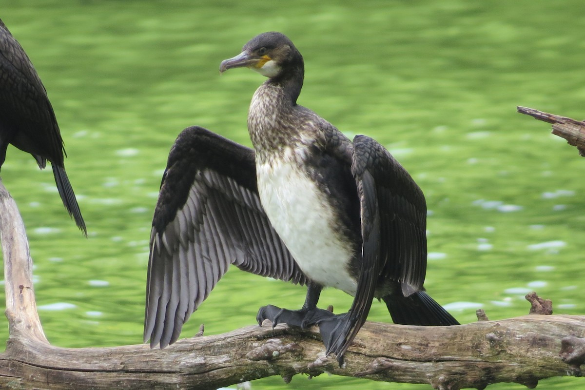 Great Cormorant - Anonymous