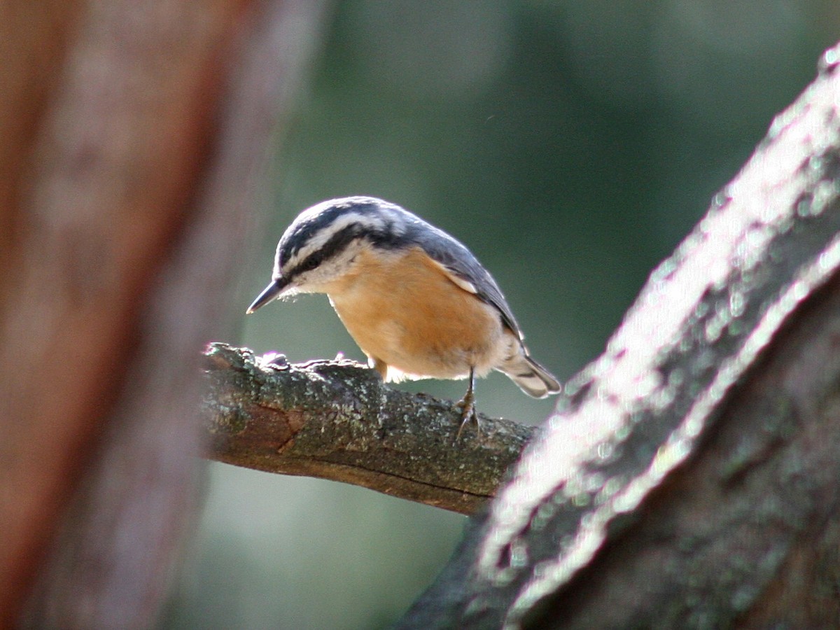 Red-breasted Nuthatch - ML115484761