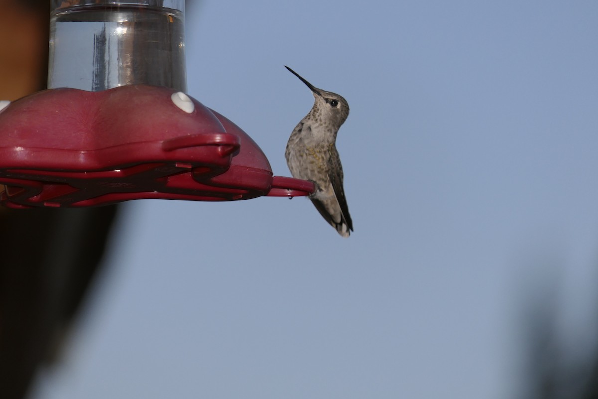 Anna's Hummingbird - ML115487701