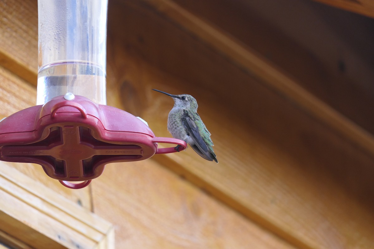 Anna's Hummingbird - ML115487881