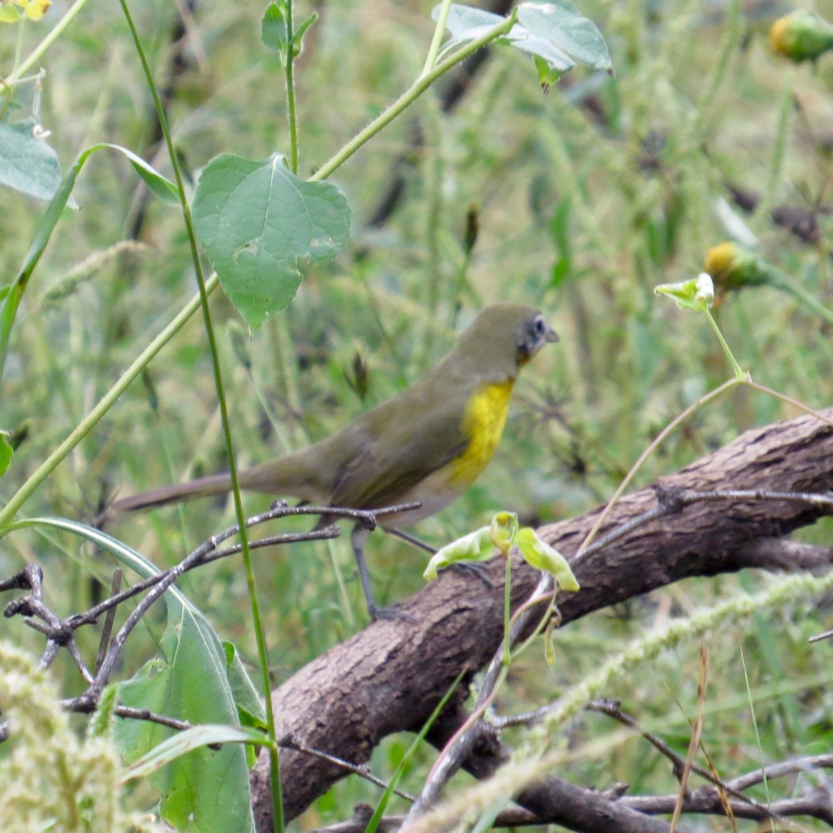 Yellow-breasted Chat - Bill Lisowsky