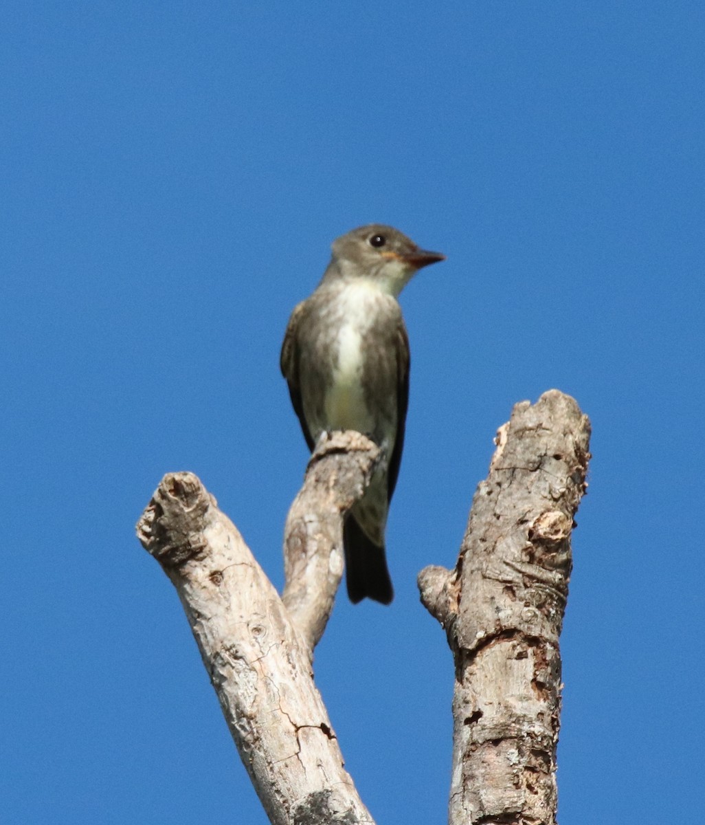 Olive-sided Flycatcher - Ruth King