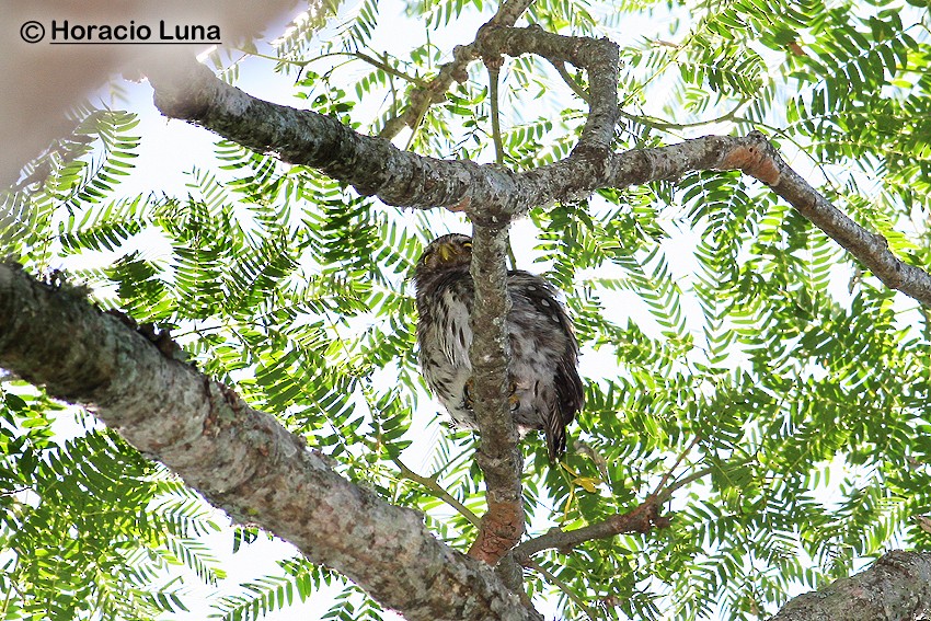 Ferruginous Pygmy-Owl - Horacio Luna