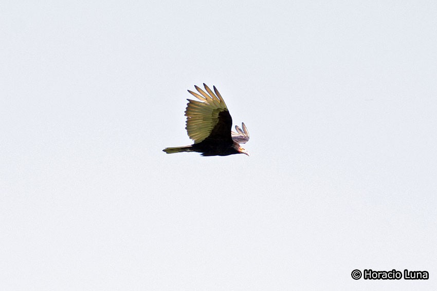 Lesser Yellow-headed Vulture - Horacio Luna