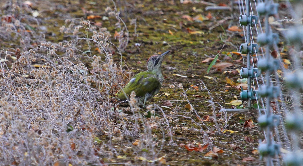Eurasian Green Woodpecker - ML115494191