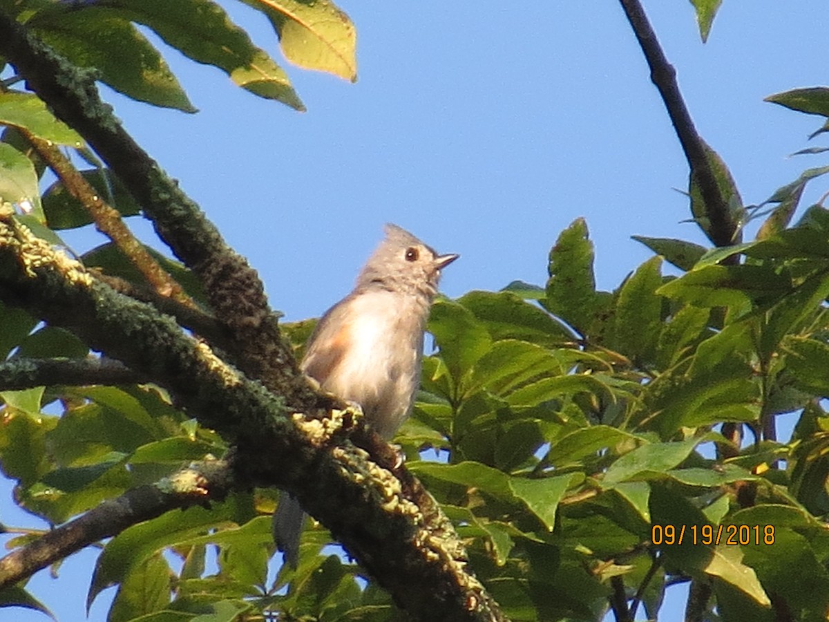 Tufted Titmouse - valerie heemstra