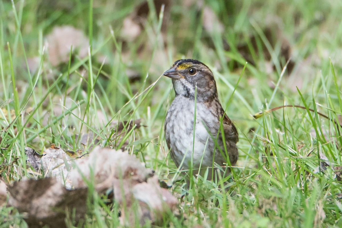White-throated Sparrow - ML115498671