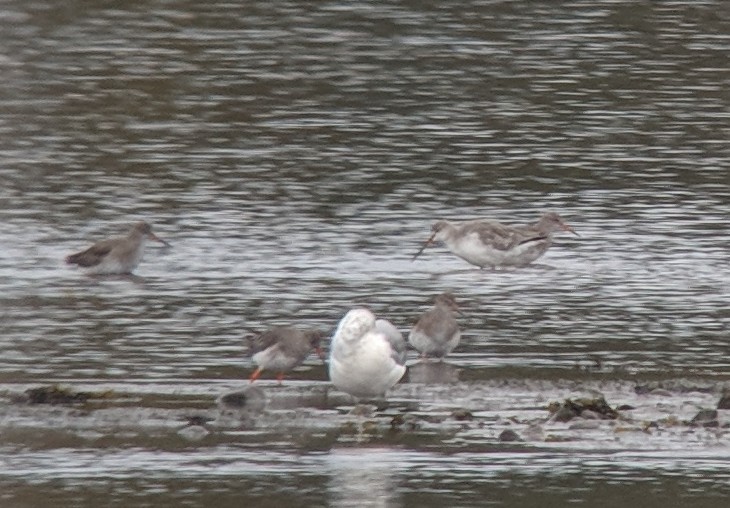Spotted Redshank - ML115499401