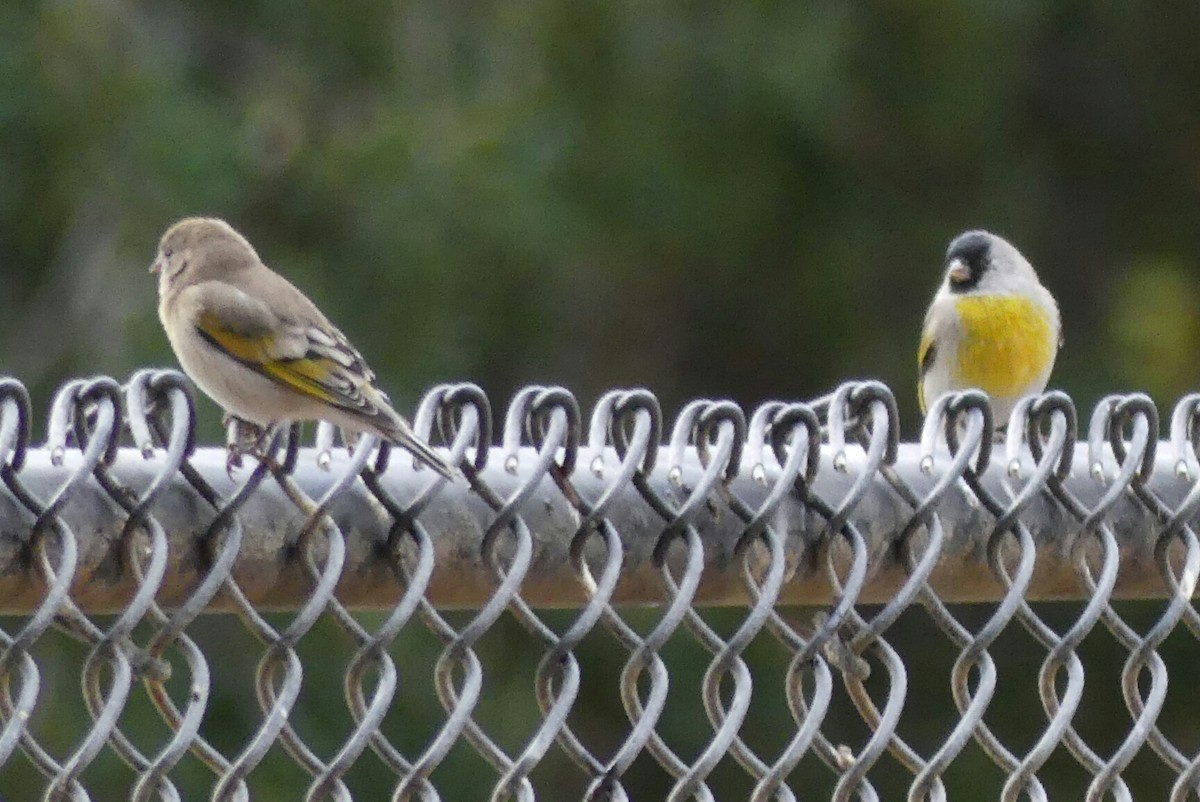Lawrence's Goldfinch - Lorie Leavy