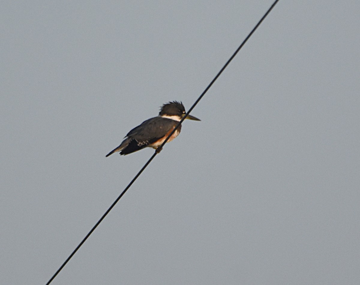 Belted Kingfisher - ML115504511