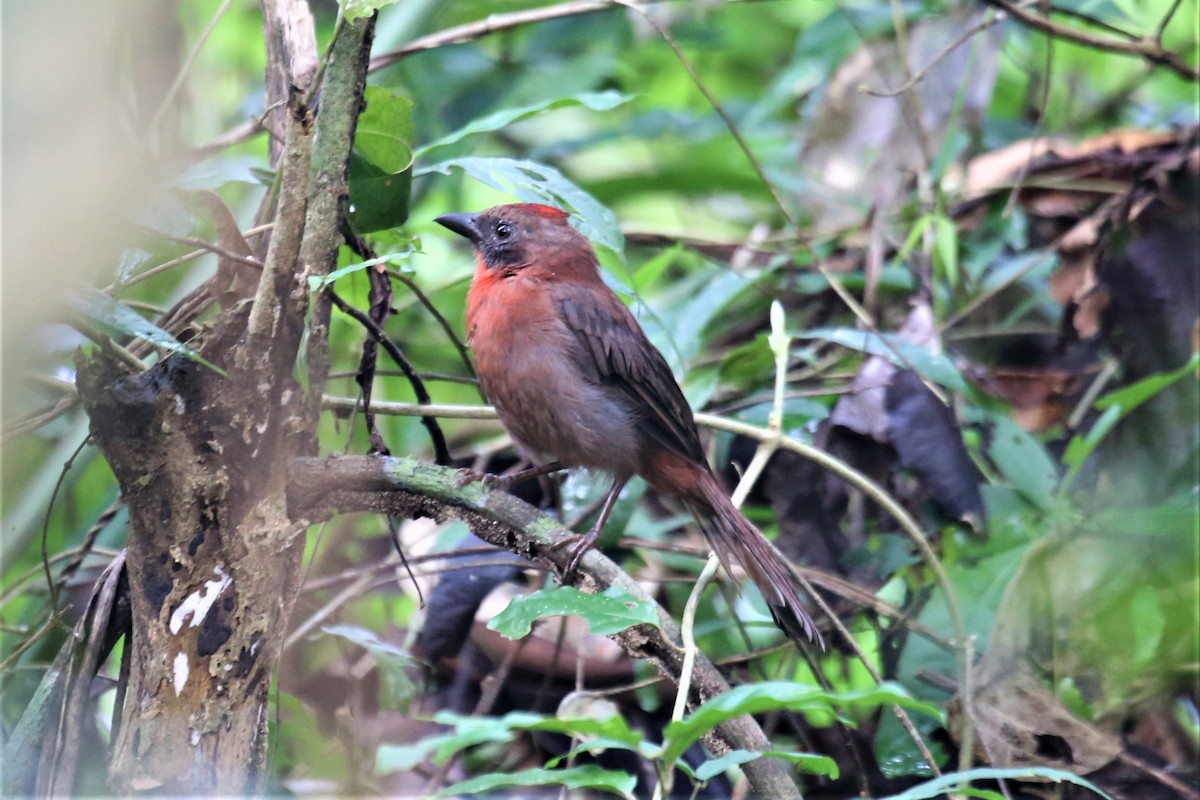 Red-throated Ant-Tanager - ML115507091