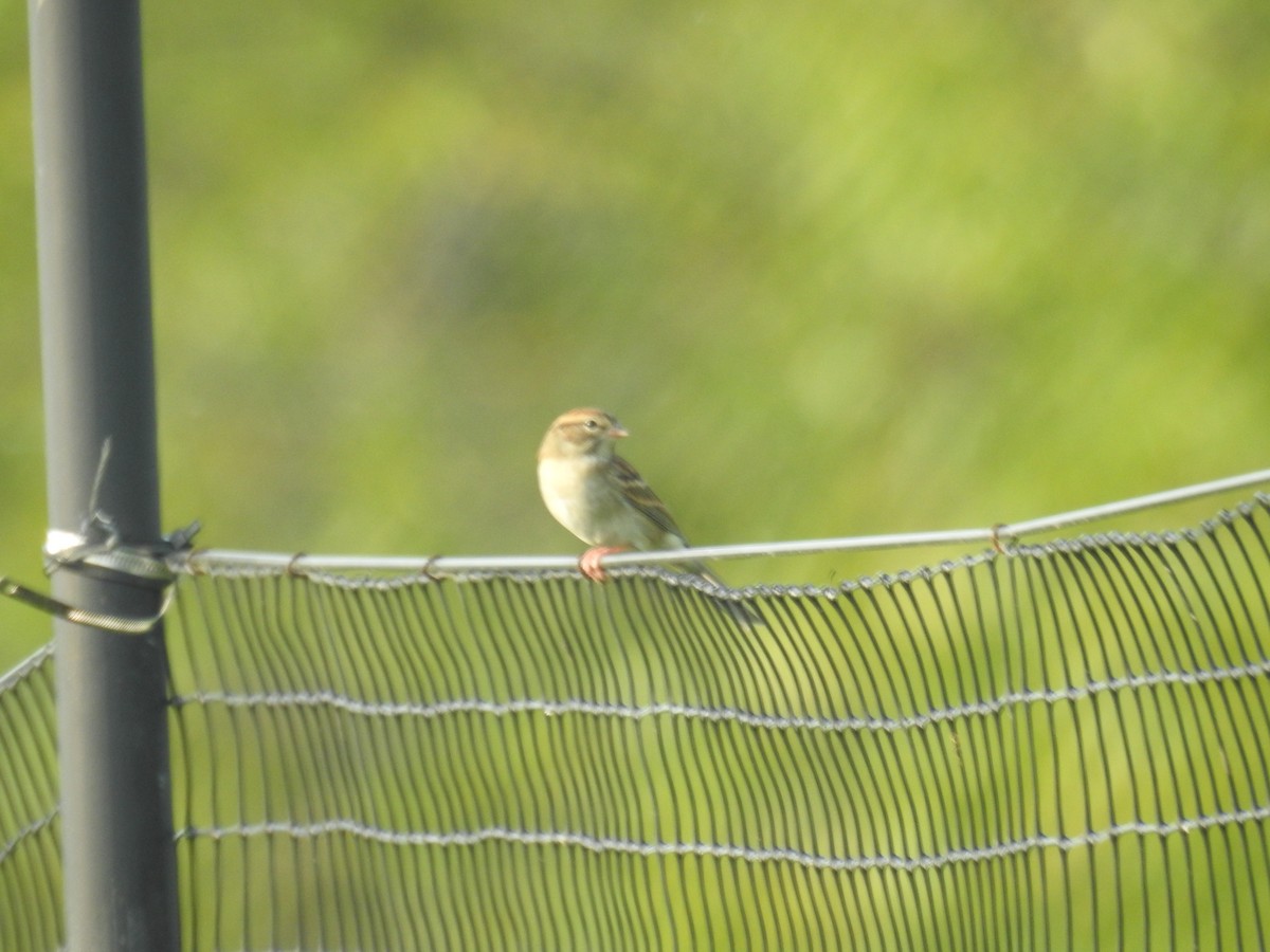 Chipping Sparrow - ML115509101