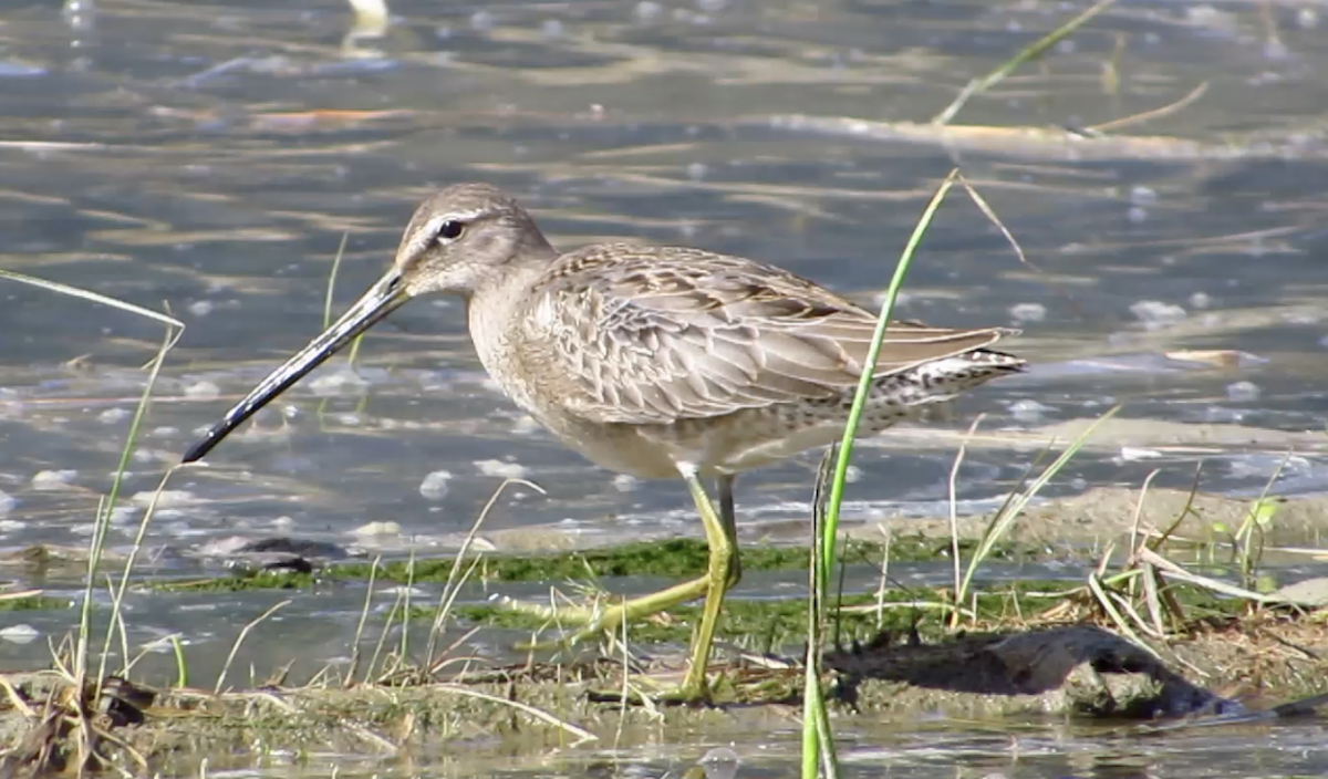 Long-billed Dowitcher - ML115510791