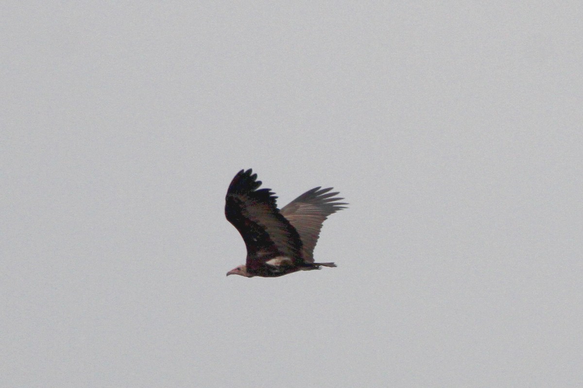 Lappet-faced Vulture - ML115511421