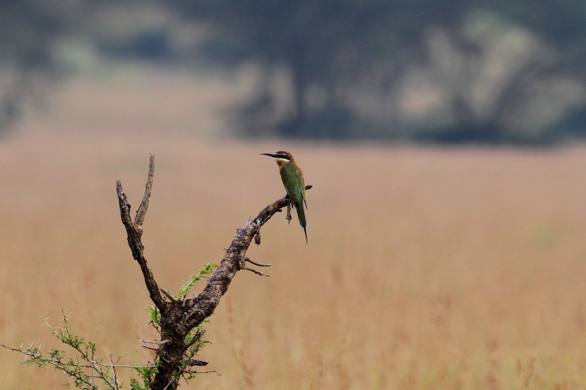 Madagascar Bee-eater - Stephen Gast