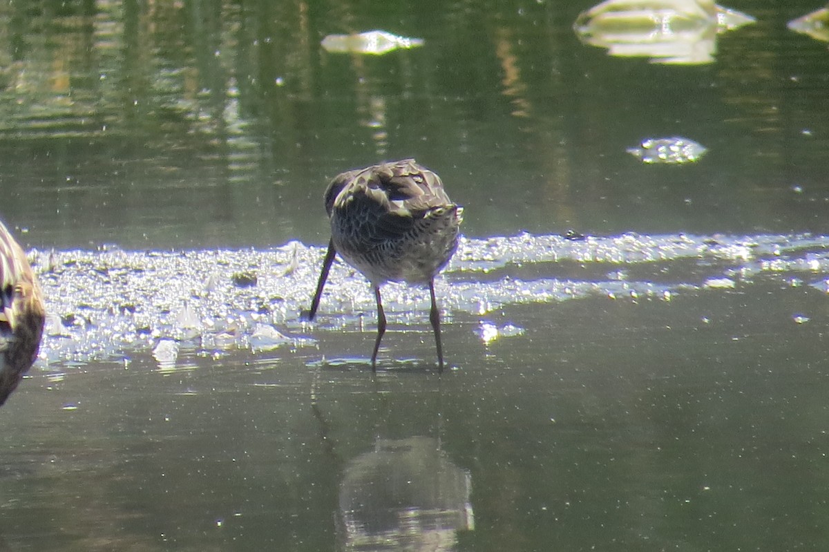 Long-billed Dowitcher - ML115514991