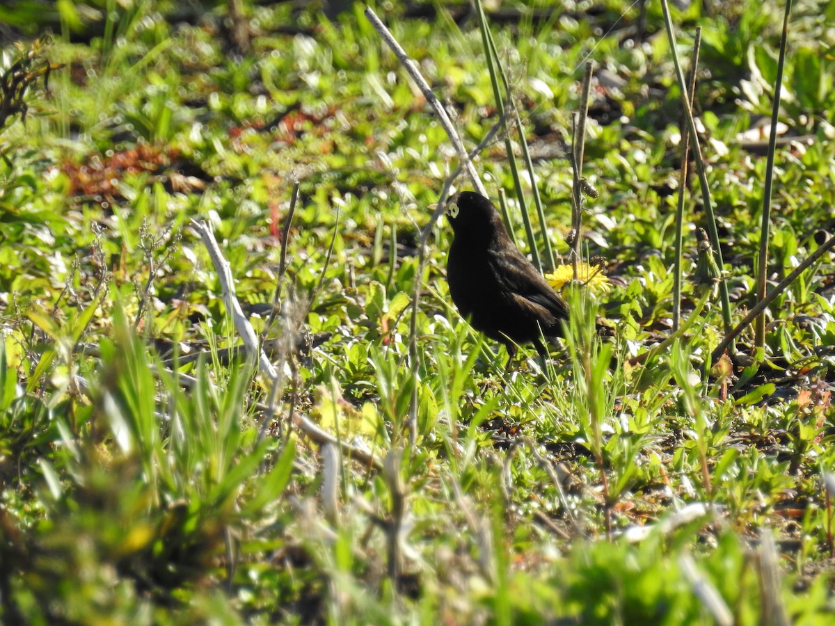 Spectacled Tyrant - ML115515041