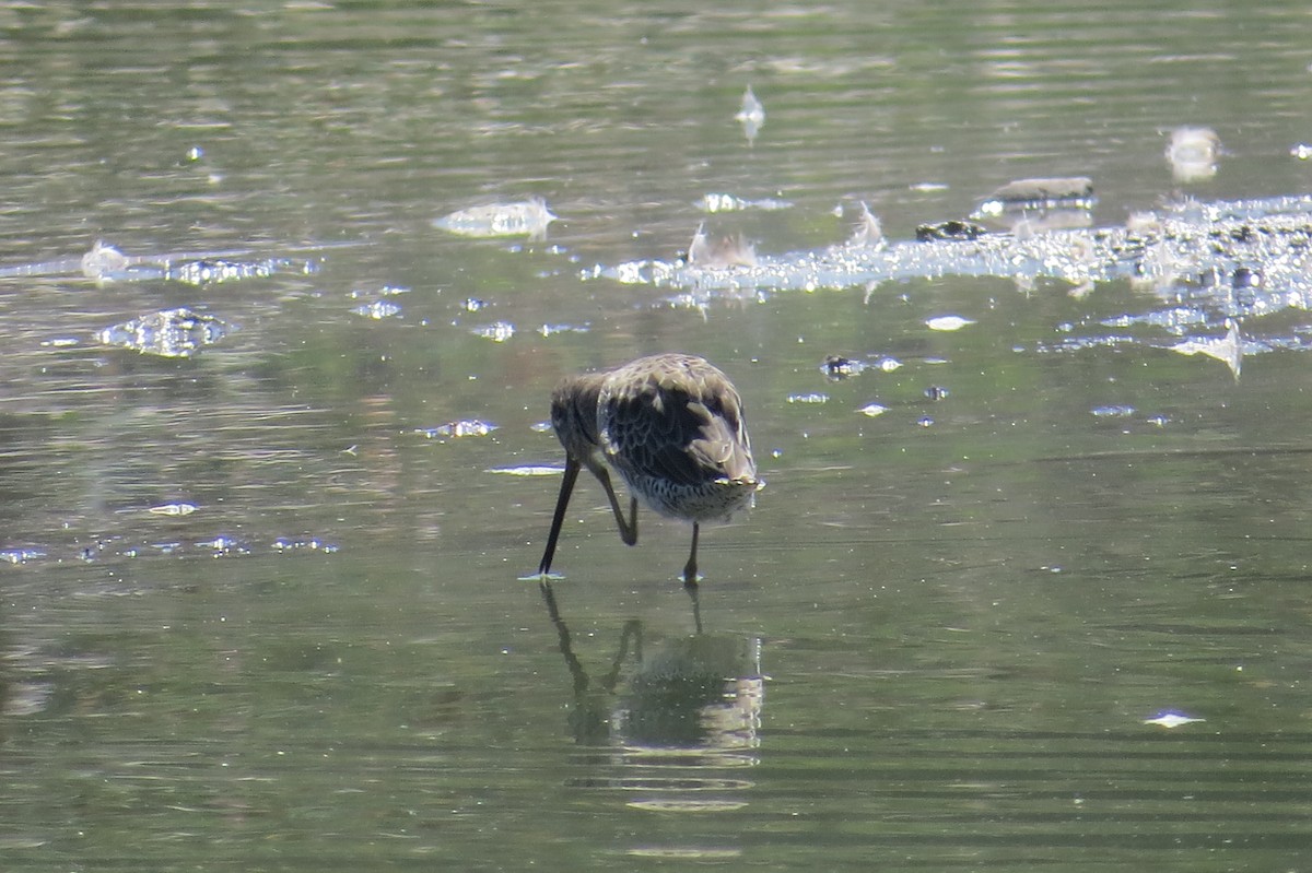Long-billed Dowitcher - ML115515061